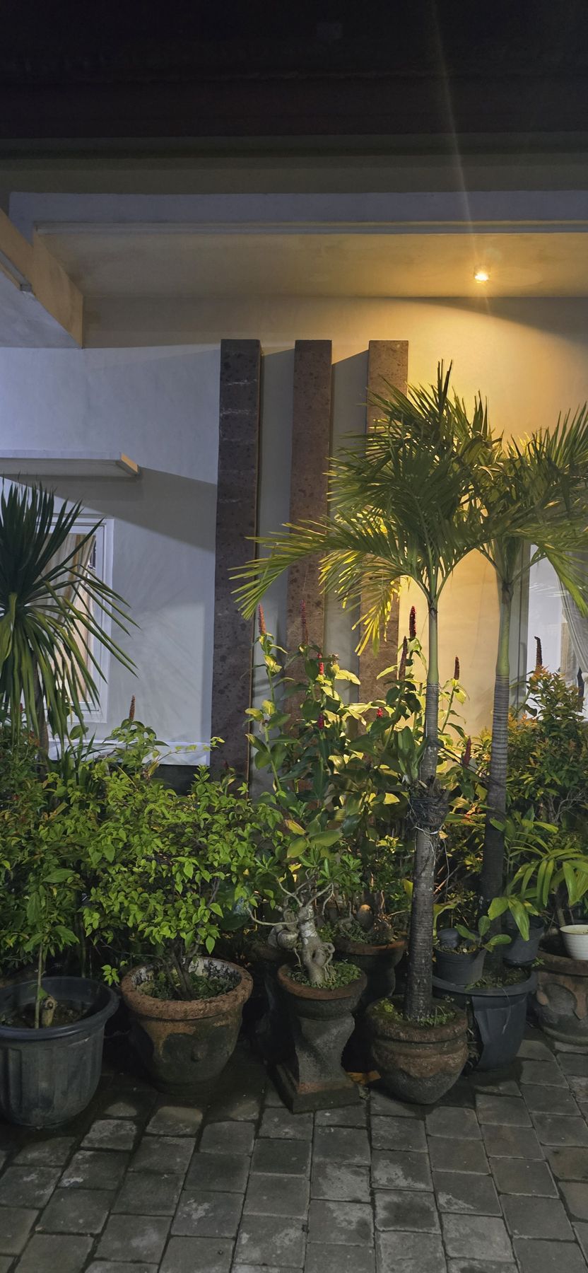 Potted plants in the yard